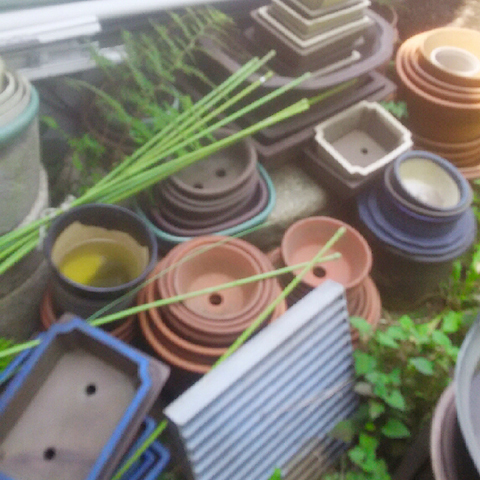 Planter and Flower Pot Disposal