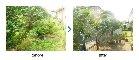 Pruning of plants,before, after