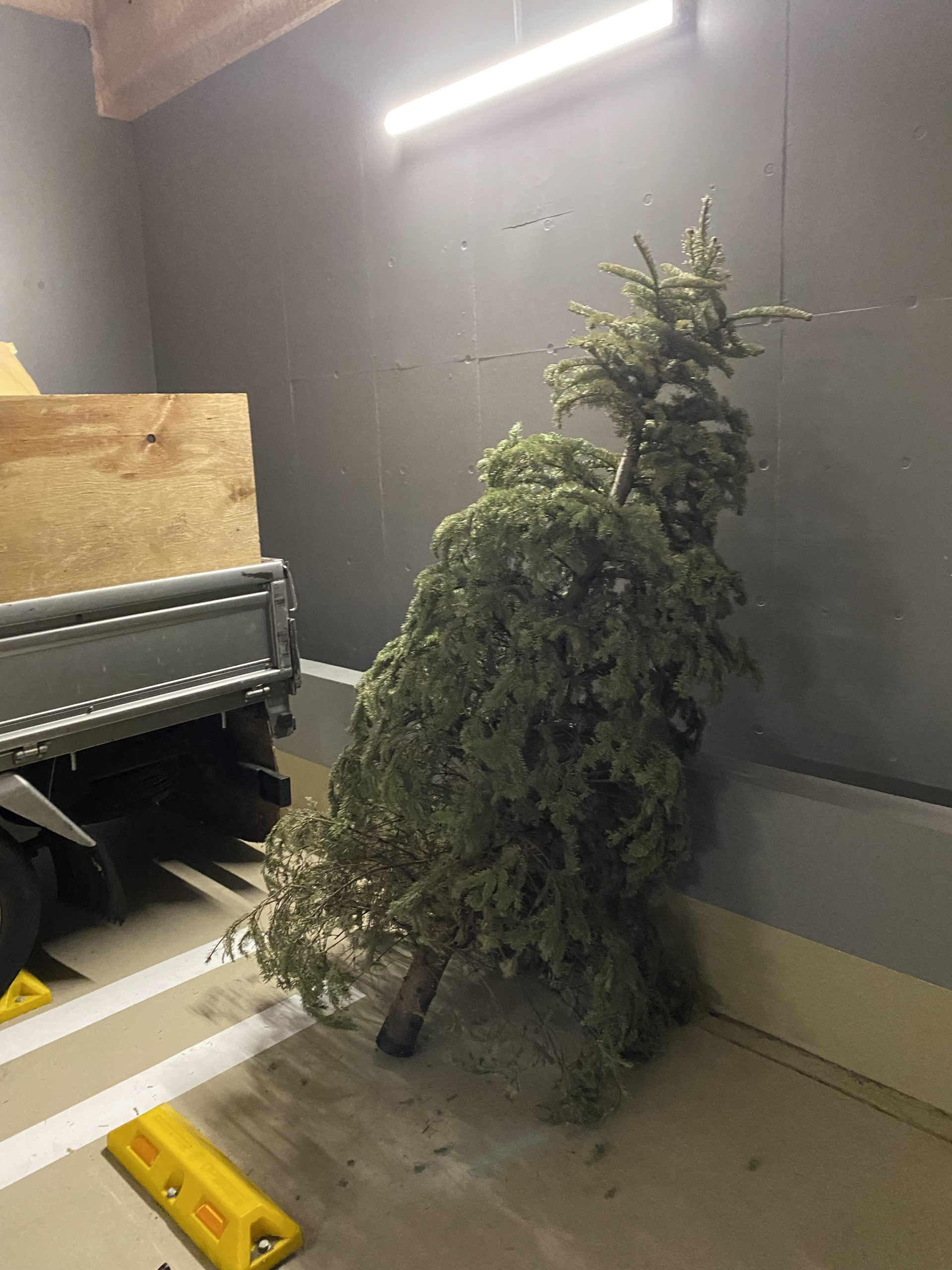 It’s also possible to collect Christmas trees from tower apartments