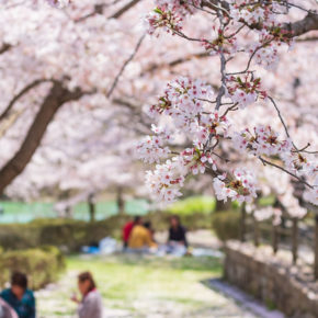 Cherry Blossom Season in Japan: Event Cleanup and Waste Disposal