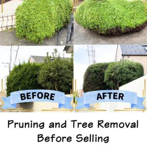 Pruning and Tree Removal Before Selling a Vacant House！